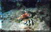 lionfish.jpg (18479 bytes)